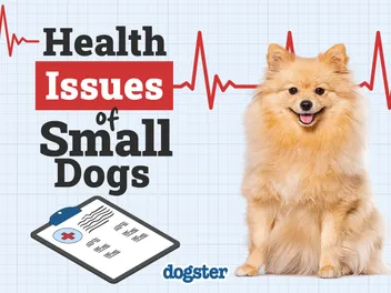 7 Small Dog Health Problems to Watch For (Vet Answer)