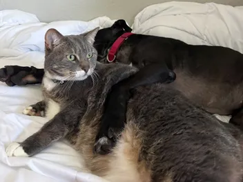 From Fighting Ring to Cuddle Monster: Eli and the Importance of Fostering