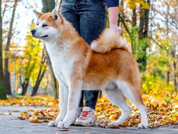 How to Train an Akita: 7 Vet-Approved Tips