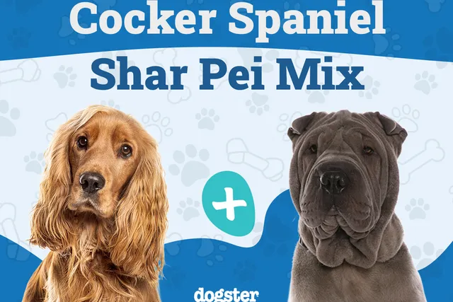 Cocker-Pei (Shar-Pei and Cocker Spaniel Mix): Info, Pictures, Care & More