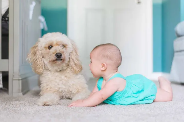 Are Dogs Protective of Babies? Vet-Approved Facts & FAQ