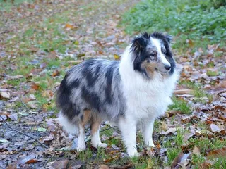 Are Shelties Hypoallergenic? Vet-Approved Facts & Tips
