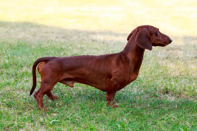 Why Are Dachshunds So Long? Vet-Reviewed Anatomy & Special Considerations