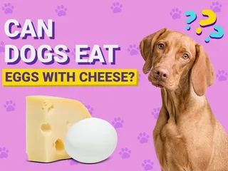 Can Dogs Eat Eggs With Cheese? Vet-Reviewed Health & Nutrition Guide