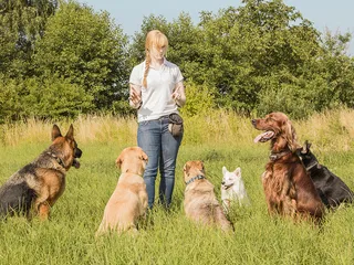 5 Modern Dog Training Methods: Vet-Reviewed Facts & FAQ