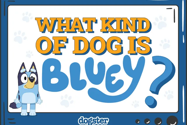 What Kind of Dog Is Bluey? Breed Facts & Info