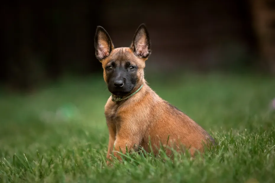 Belgian Shepherd Malinois puppy sitting on the grass