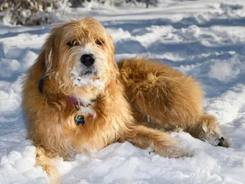 Pyredoodle (Great Pyrenees & Poodle Mix) Dog Breed: Info, Pictures & Care Guide