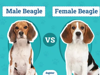 Male vs. Female Beagles: The Differences (With Pictures)
