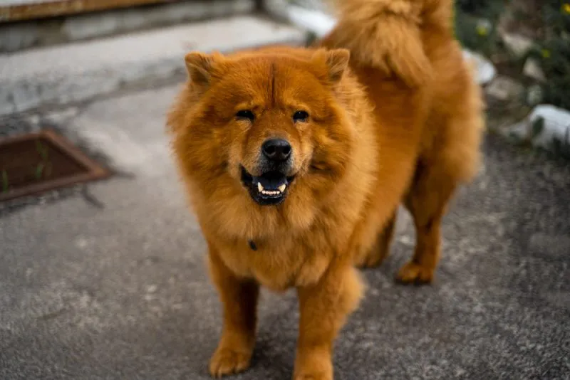 Sitting chow chow dog Chinese Foo Dog