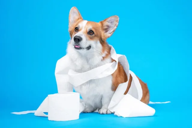 Why Do Dogs Eat Toilet Paper? Vet-Verified Risks & Prevention Tips