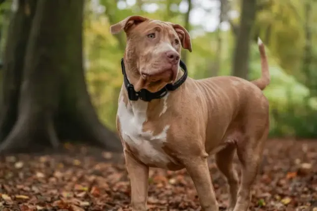 10 Types of American Bully Bloodlines (With Pictures)