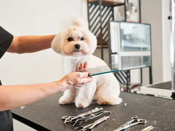 What Is Japanese Style Dog Grooming? Canine Hairstyle Facts & FAQ