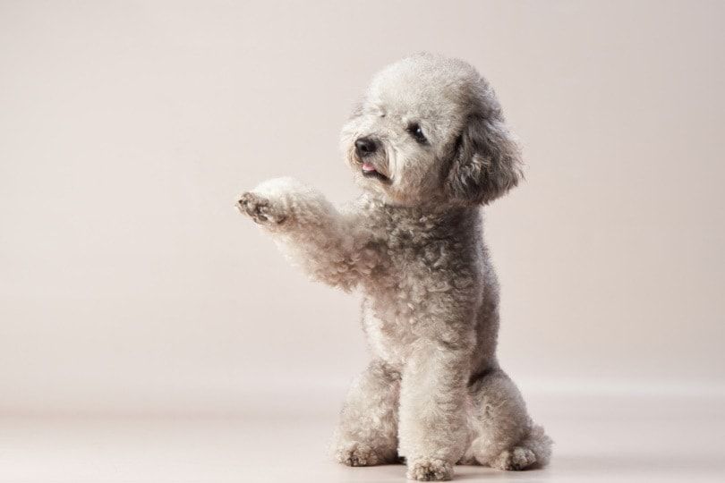 Silver-poodle-shaking-hand