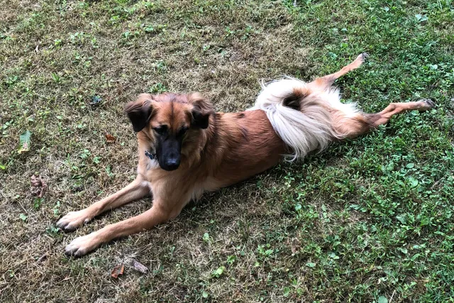Weird Quirks My Dogs Have: Splooting, Digging & More