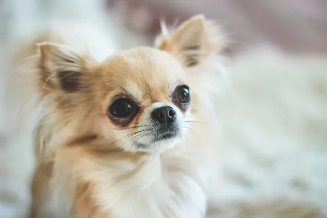 Why Do Chihuahuas Cry Tears? Vet-Verified Tips, Signs & Conditions