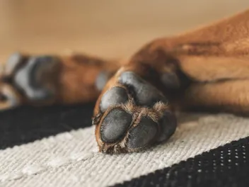 How Many Toes Do Dogs Have? Can They Have Extra Toes? (Vet-Verified)