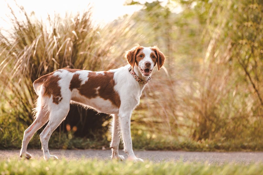 Brittany spaniel standing outdoors