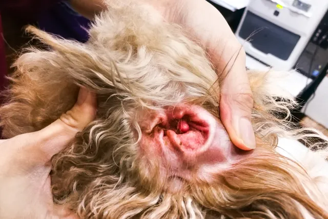 My Dog's Ear Infection Won't Go Away, What's Wrong? Vet-Verified Facts & FAQ