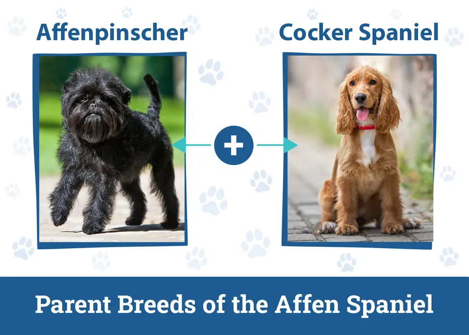 Parent Breeds of the Affen Spaniel