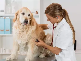Irregular Heartbeat in Dogs: Our Vet Explains Signs, Causes & Care