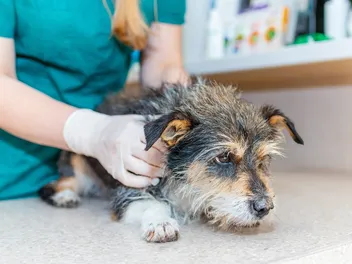 Seizures In Older Dogs: Our Vet Explains the Signs, Causes & Care Advice
