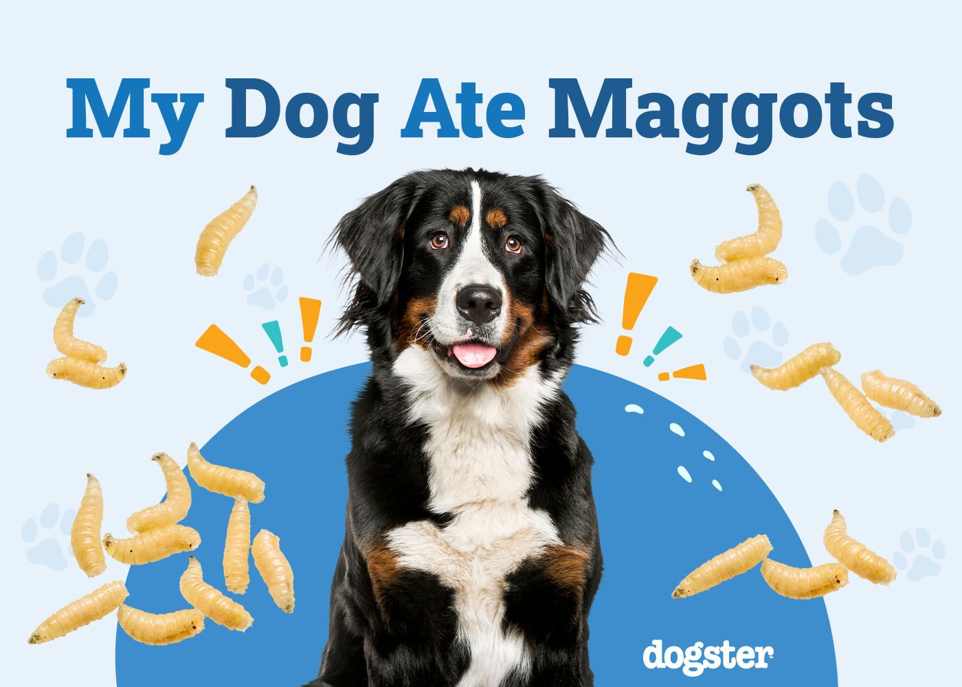 My Dog Ate Maggots: Should I Be Worried? (Vet Answer)