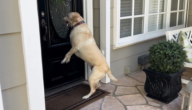 Emmy the Labrador ringing the doorbell