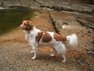 Kooikerhondje Dog Breed Guide: Info, Pictures, Care & More