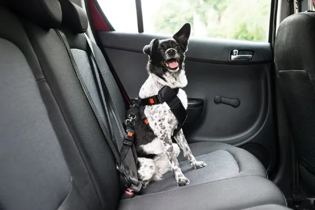 How Hot Is Too Hot for a Dog in a Car? Vet-Approved Risks & Safety Facts