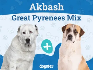 Akbash Pyrenees (Akbash & Great Pyrenees Mix): Info, Pictures, Care & More