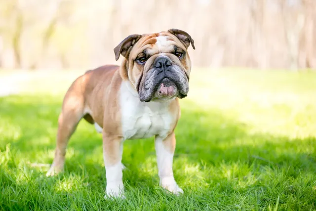 We Bred English Bulldogs So Extreme They Can’t Mate Naturally