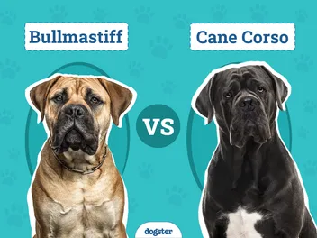 Bullmastiff vs Cane Corso: Vet-Reviewed Key Differences (With Pictures)