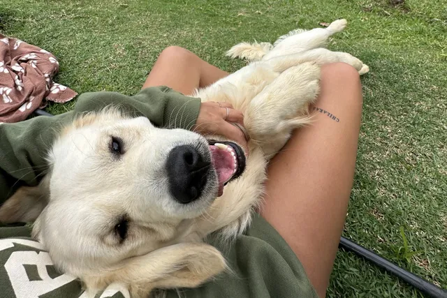 Meet Chilaquil: The Golden Retriever Making the Internet Smile