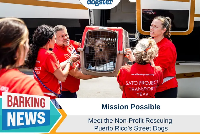 Mission Possible: Meet the Nonprofit Rescuing Puerto Rico’s Stray Dogs
