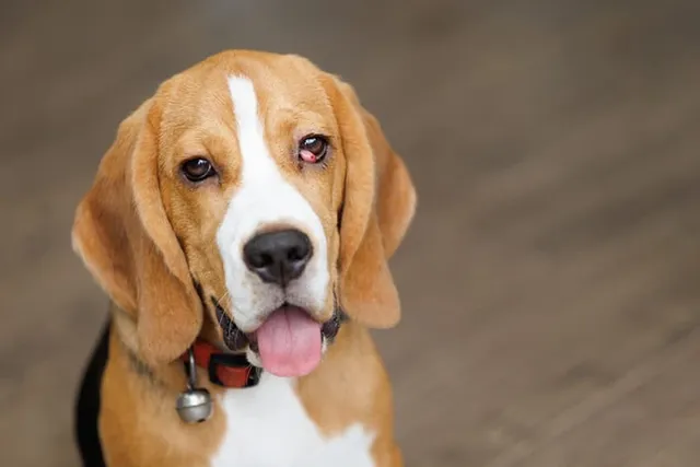 Cherry Eye in Dogs: Signs, Causes & Treatment (Vet Answer)