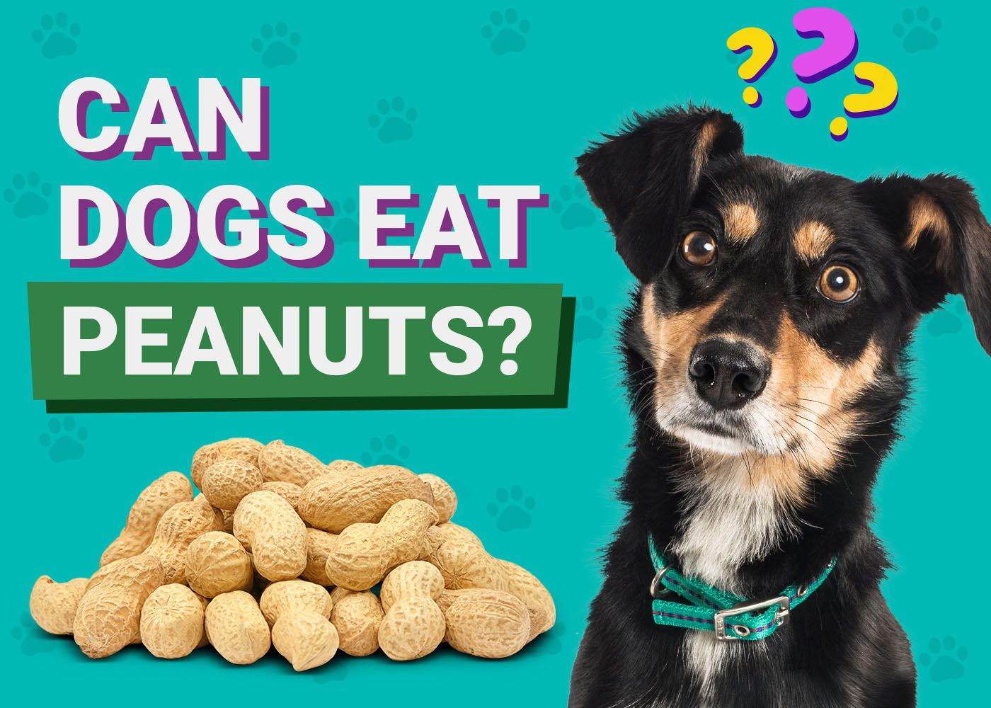Can Dogs Eat Pigs’ Feet