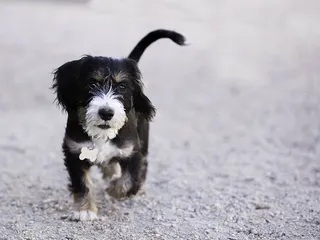 Westie & Corgi Mix: Info, Pictures, Care Guide & More