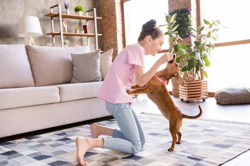 dachshund puppy playing with owner inside the apartment