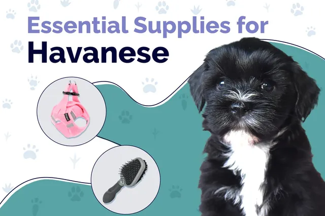12 Essential Havanese Supplies to Get You Started: 2026 Guide