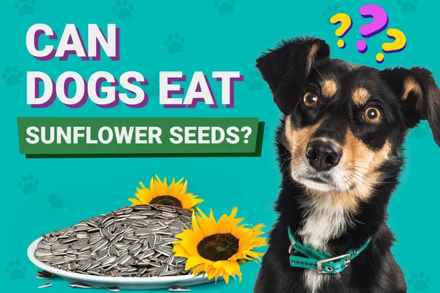 Can Dogs Eat Sunflower Seeds? Vet Approved Nutrition Facts & FAQ