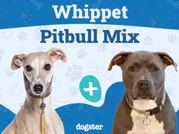 Whippet Pitbull Mix: Info, Pictures, Care & More
