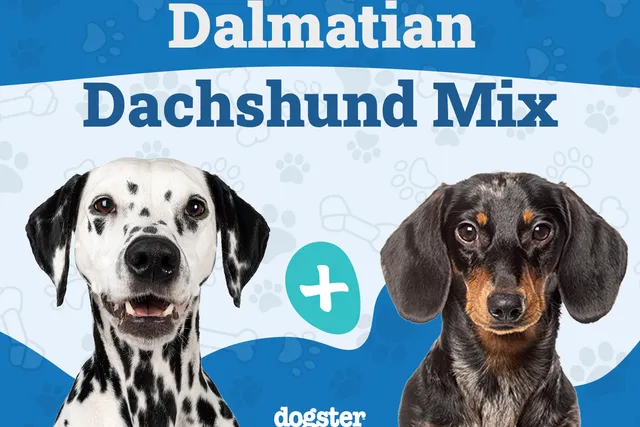 Dalmatian Dachshund Mix: Info, Pictures, Care Guide & More