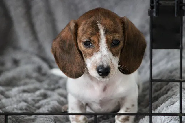 How to Crate Train a Dachshund: 10 Vet-Approved Tips