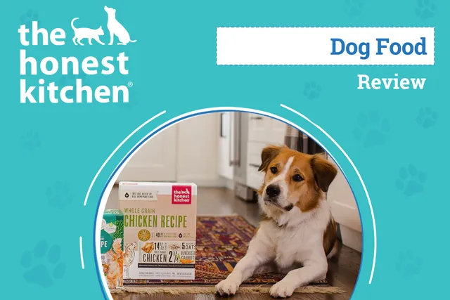The Honest Kitchen Dog Food Review 2026: Our Expert’s Breakdown
