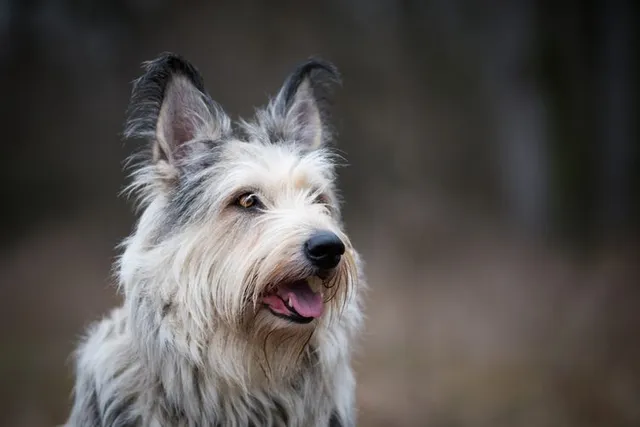 Berger Picard Dog: Breed Info, Pictures, Facts, & Traits