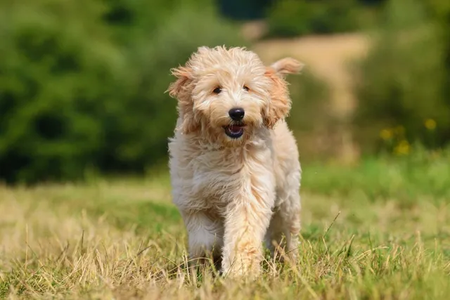 20 Goldendoodle Facts: Get to Know a Hybrid Dog Breed