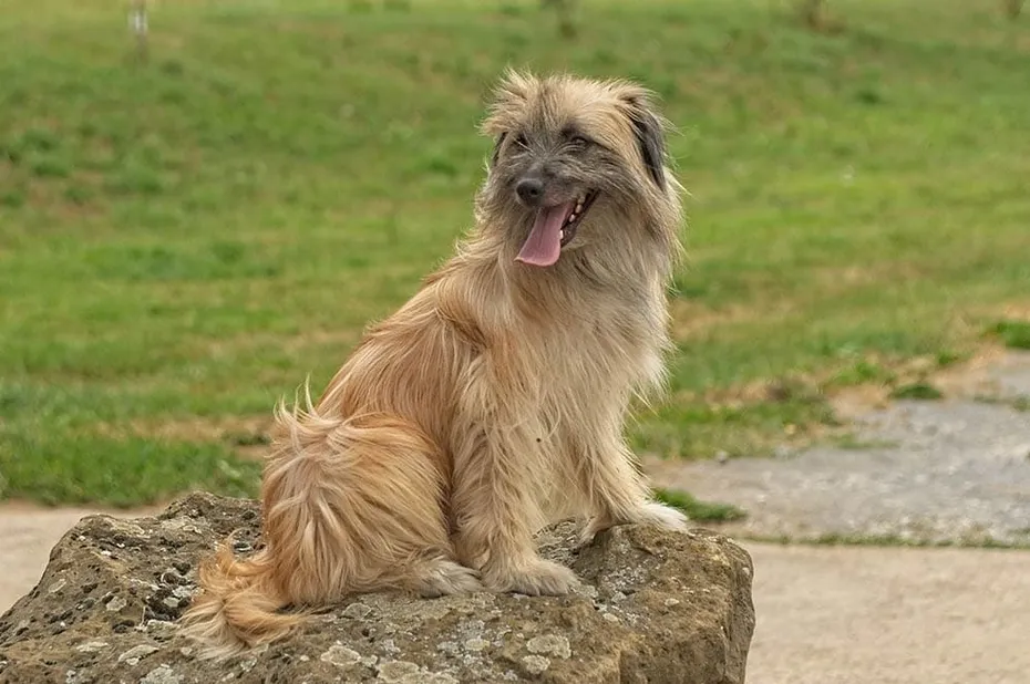 longhaired-pyreanean-shepherd