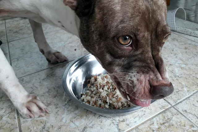Food Aggression in Dogs: Vet-Verified Signs, Causes & Care