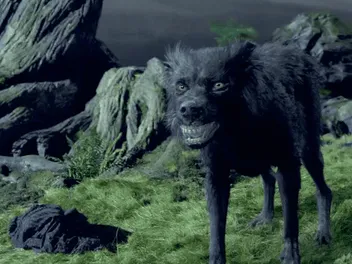 What Breed of Dog Is Sirius Black? Cinema Dogs Presented